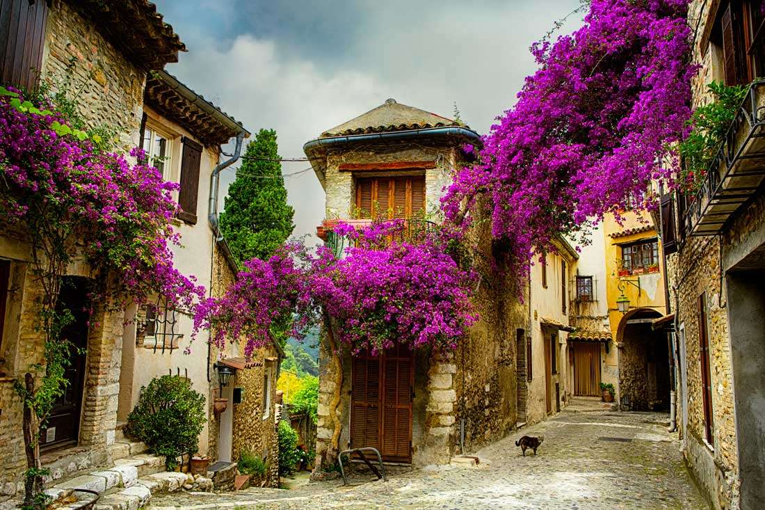 Цветущие кусты во Франции онлайн-пазл