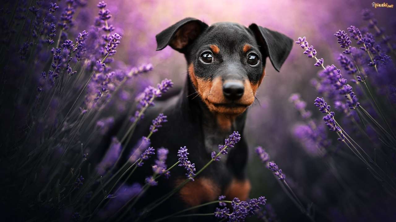 Hund in Lavendel Puzzlespiel online