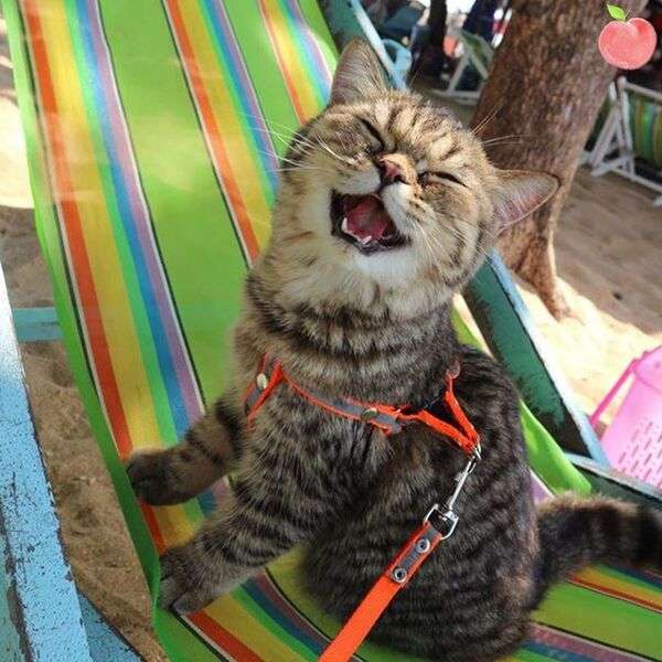 Smějící se kotě #150 skládačky online