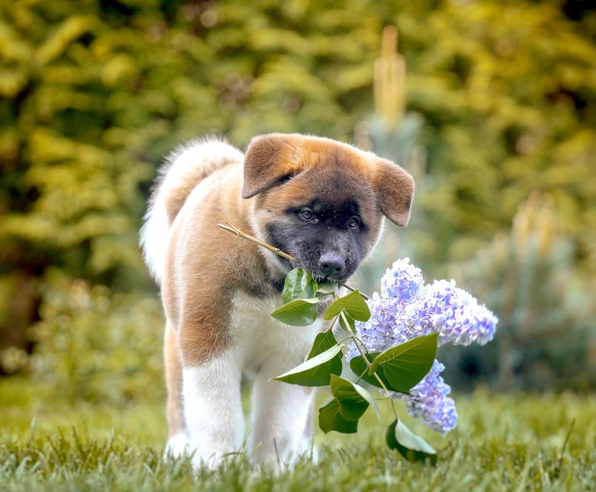 cachorro com lilás puzzle online