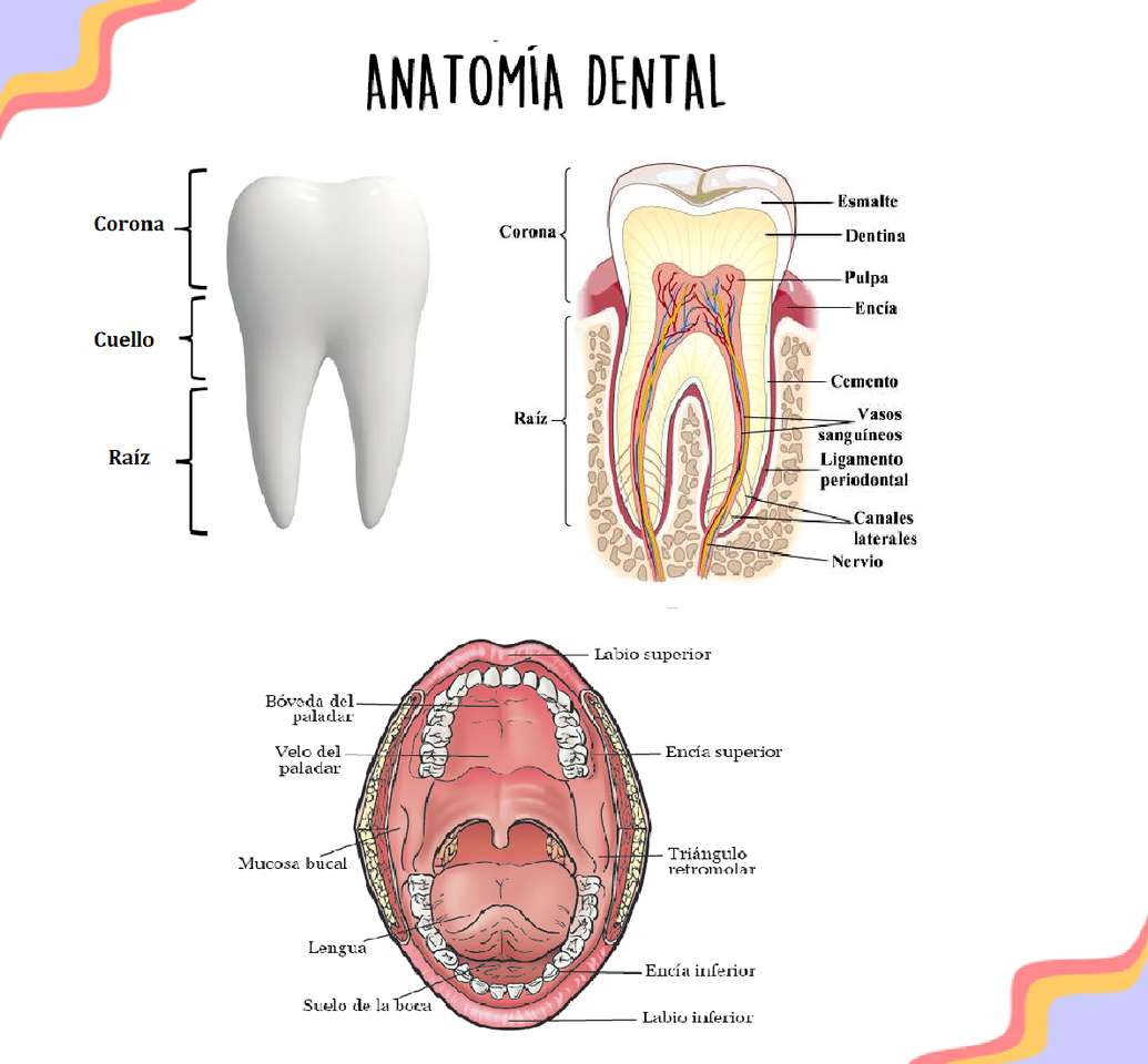Anatomie dentaire et cavité buccale puzzle en ligne
