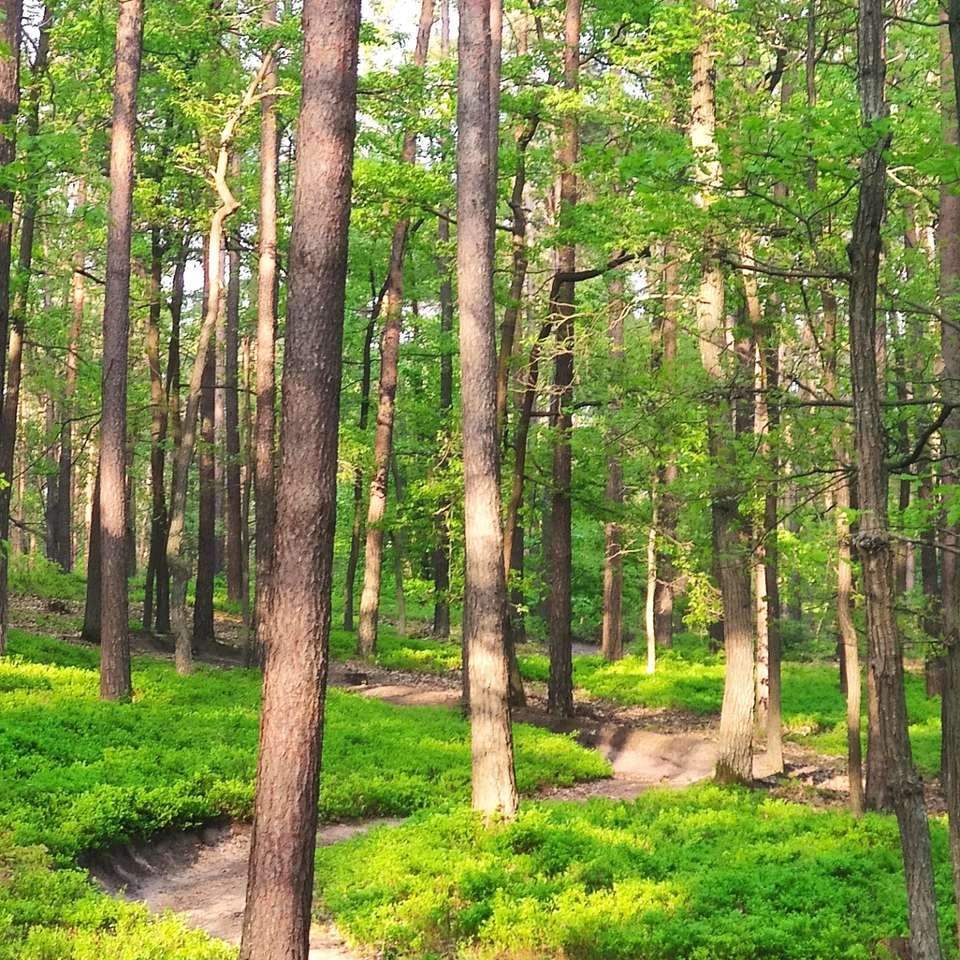 Spring forest jigsaw puzzle online