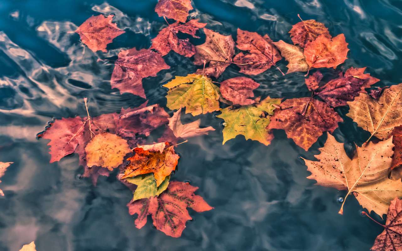 Folhas de outono puzzle online