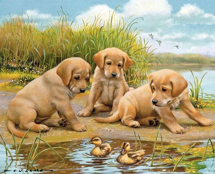 Cuccioli che guardano gli anatroccoli #143 puzzle online
