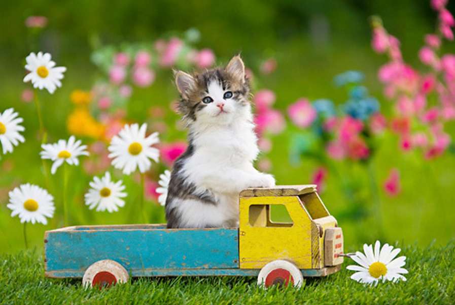 Kitten rijdt in zijn pick-up #153 online puzzel