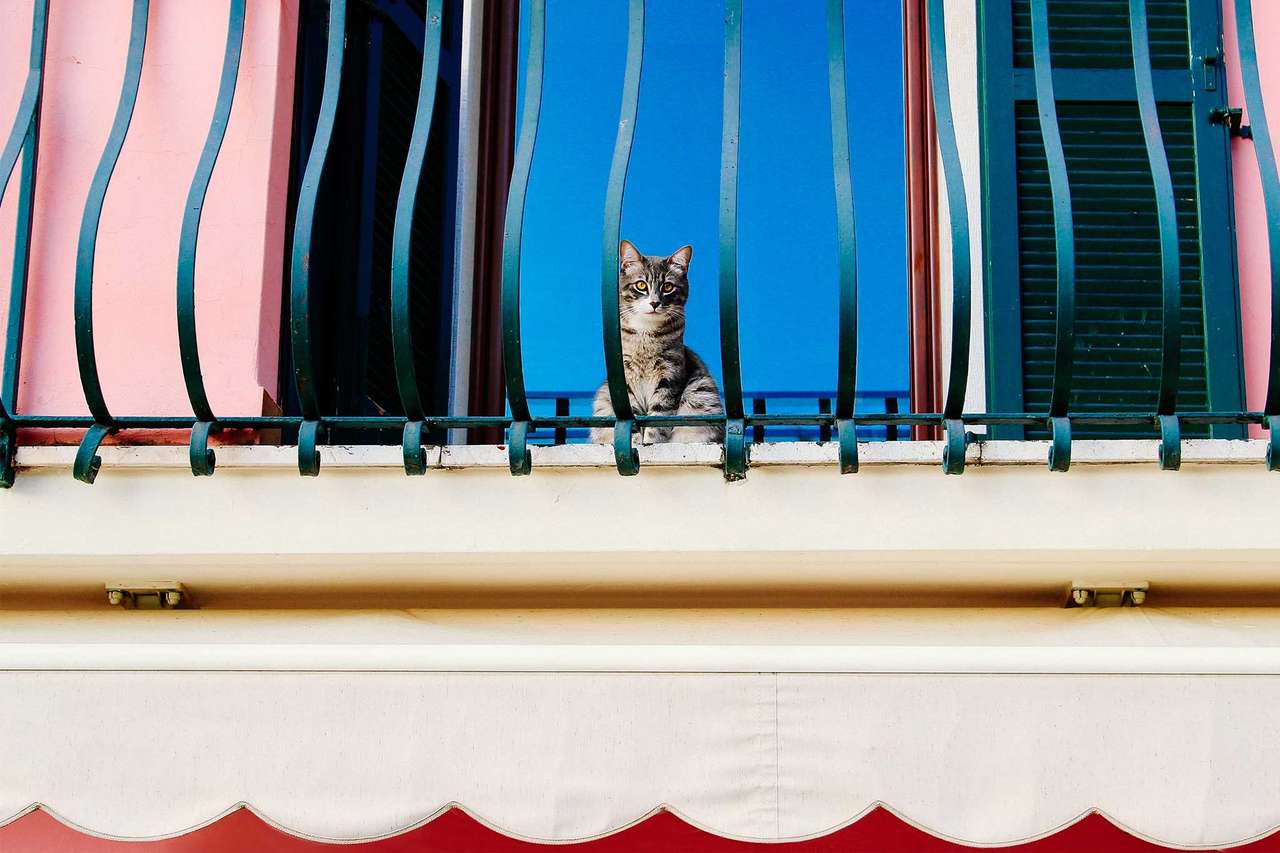 Котката на балкона онлайн пъзел