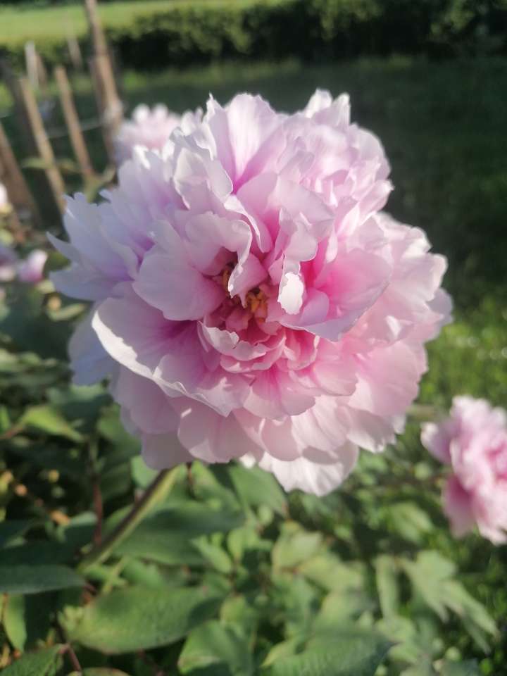hermosa flor rosa rompecabezas en línea