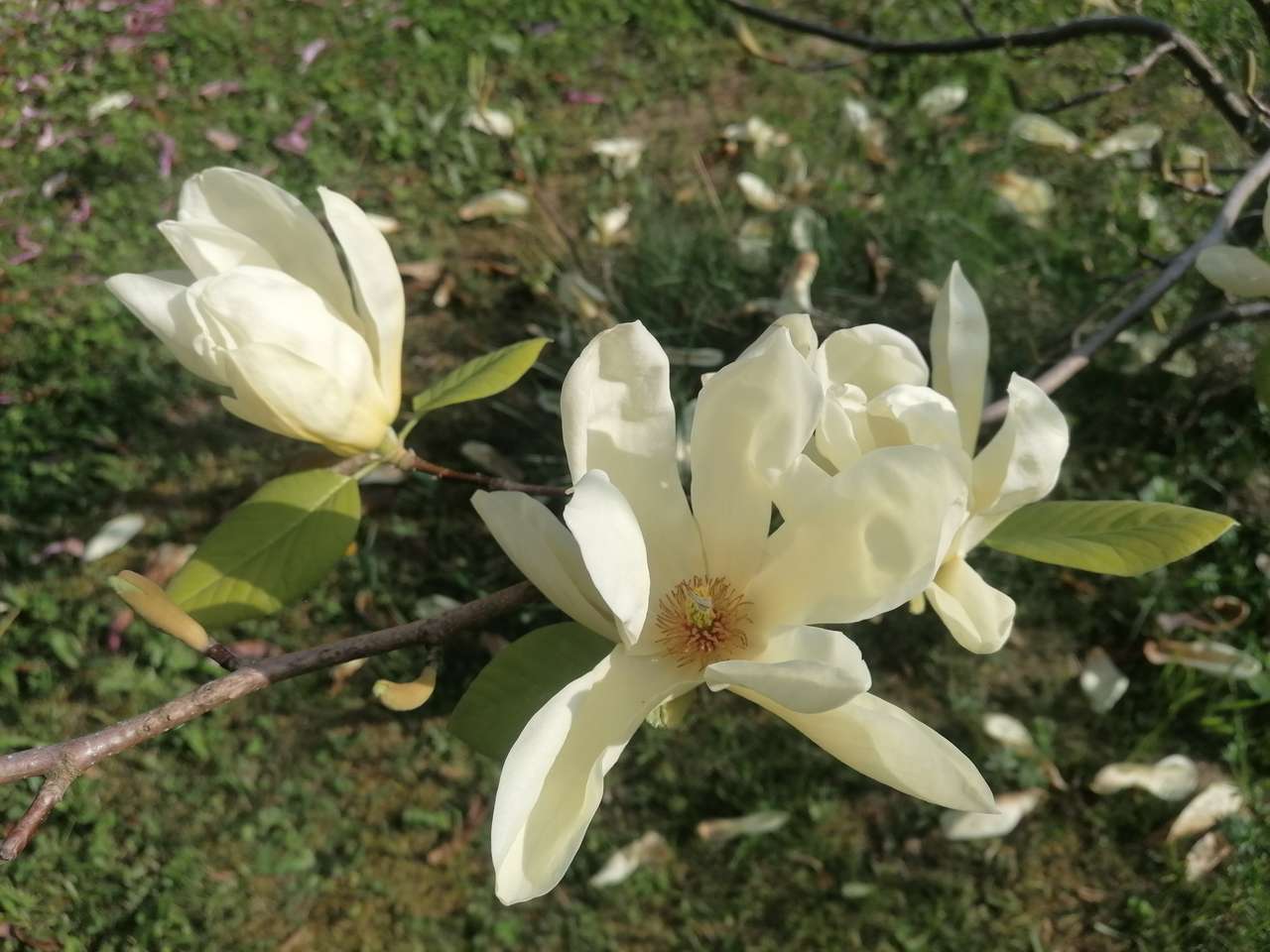 Vit magnolia Pussel online