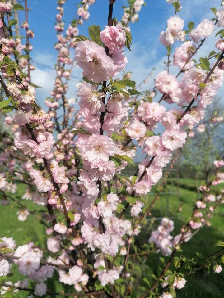 Arbusto color rosa rompecabezas en línea