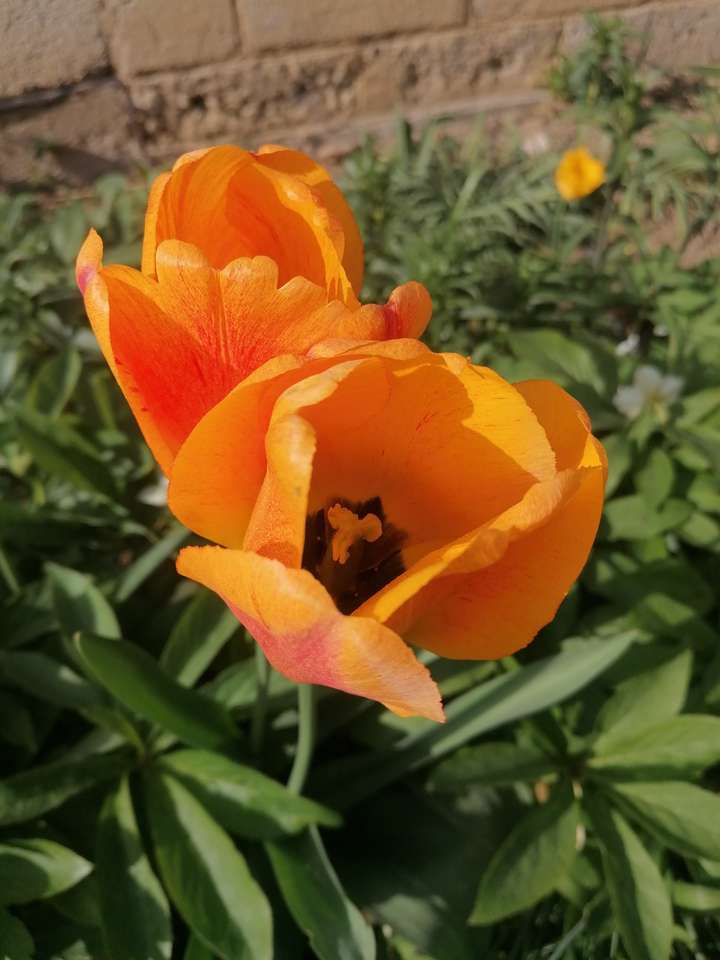Oranžový tulipán online puzzle
