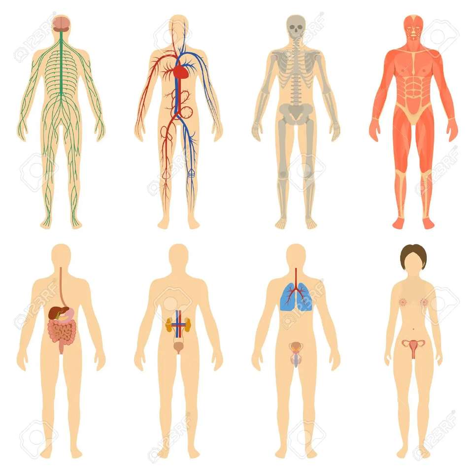 sistema do corpo humano puzzle online