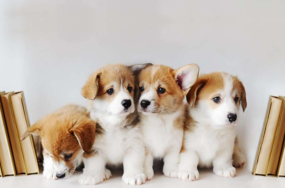 Vier puppy's! ️❤️❤️❤️❤️❤️❤️ online puzzel