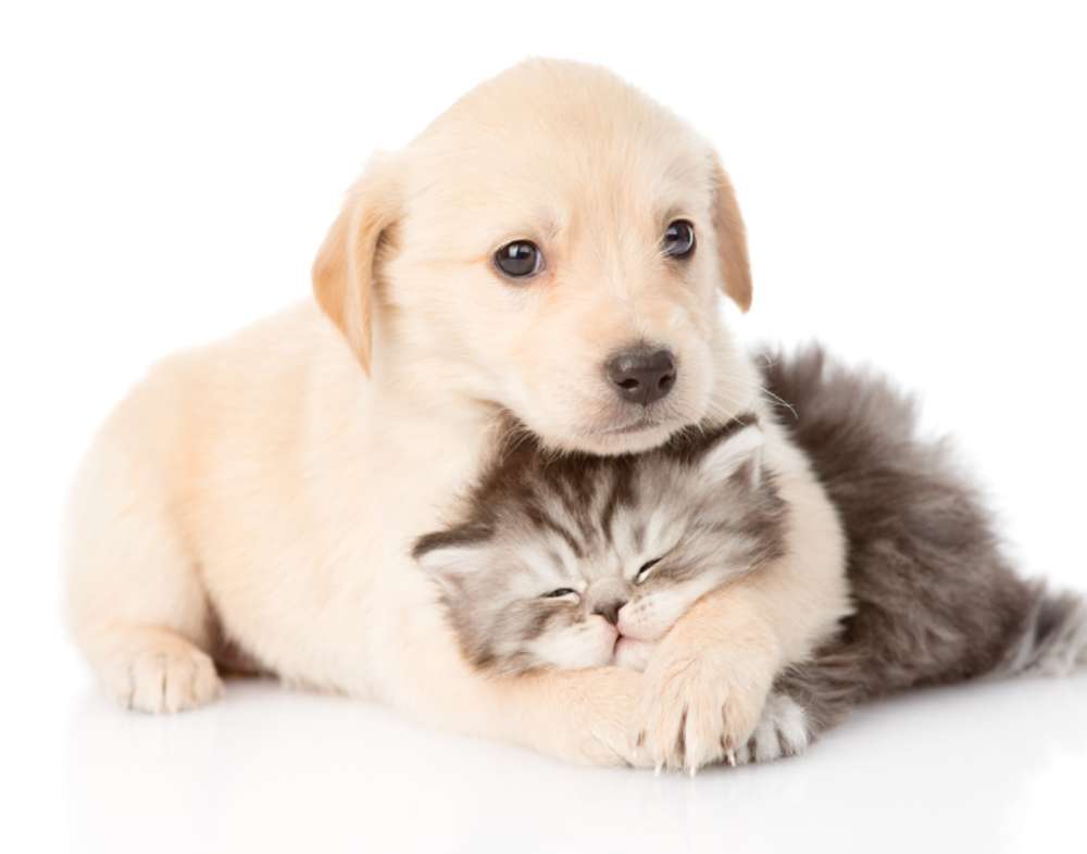 子犬と子猫❤️❤️❤️❤️❤️ ジグソーパズルオンライン