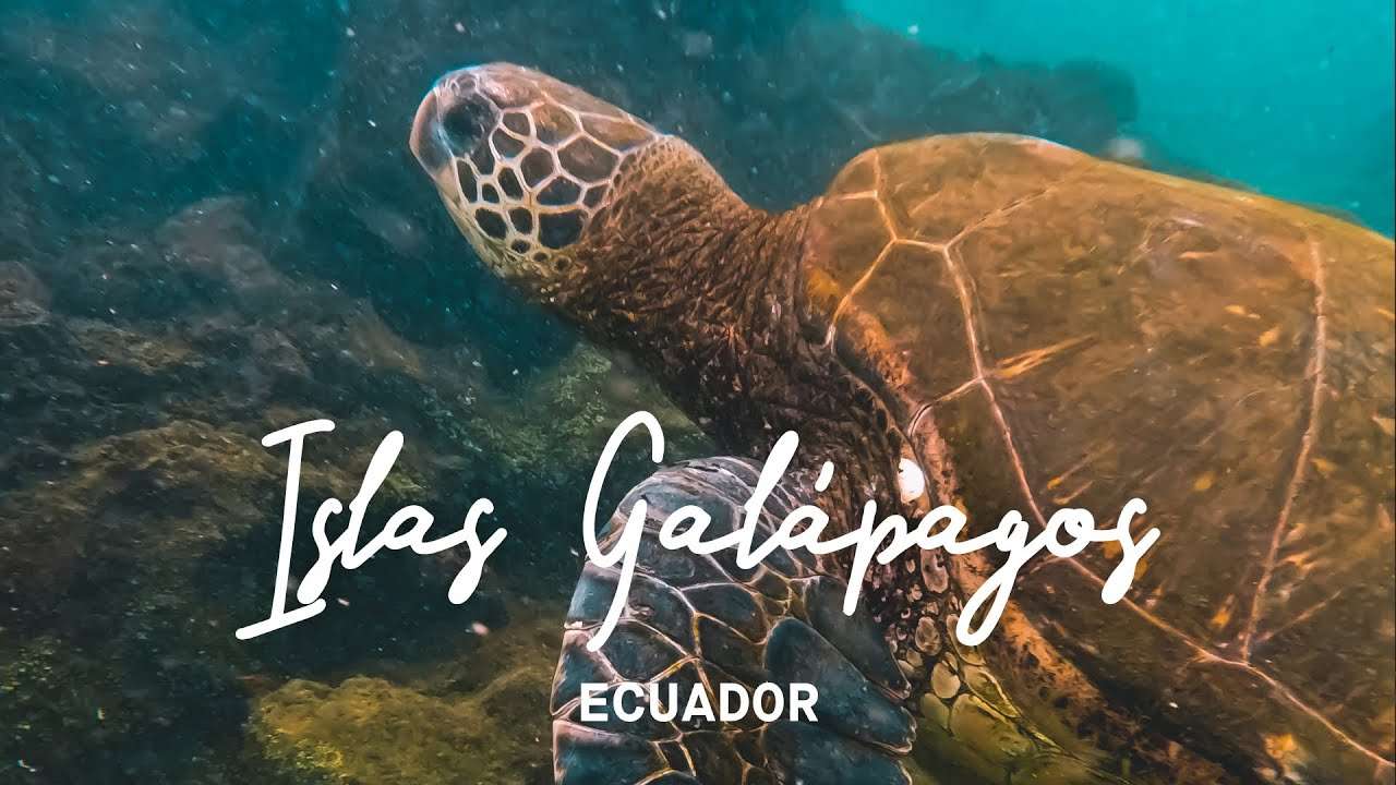 GALAPAGOS Online-Puzzle