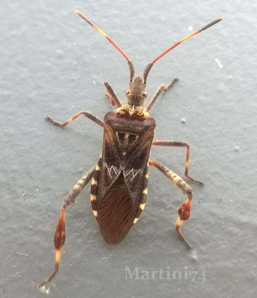 Egy rovar az ablakpárkányon kirakós online