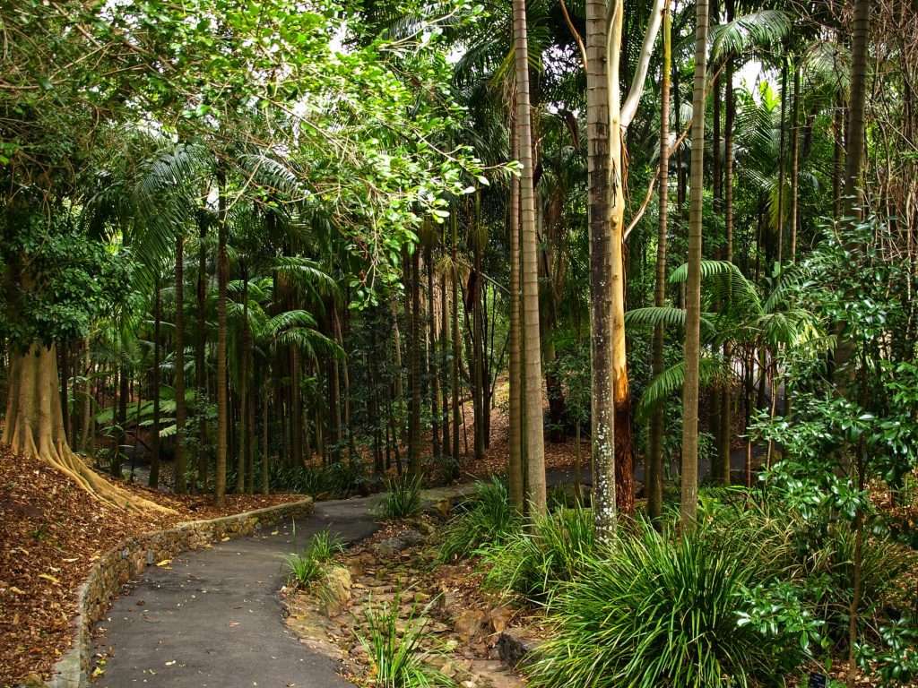オーストラリアの熱帯雨林 ジグソーパズルオンライン