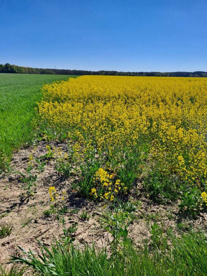 Blooming Rapeseed jigsaw puzzle online