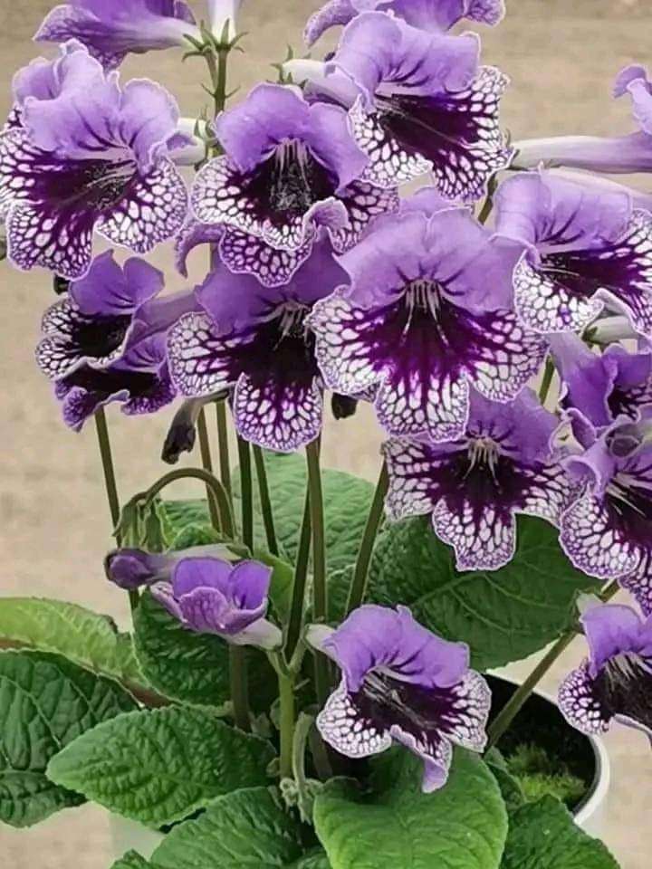 красиво цвете онлайн пъзел