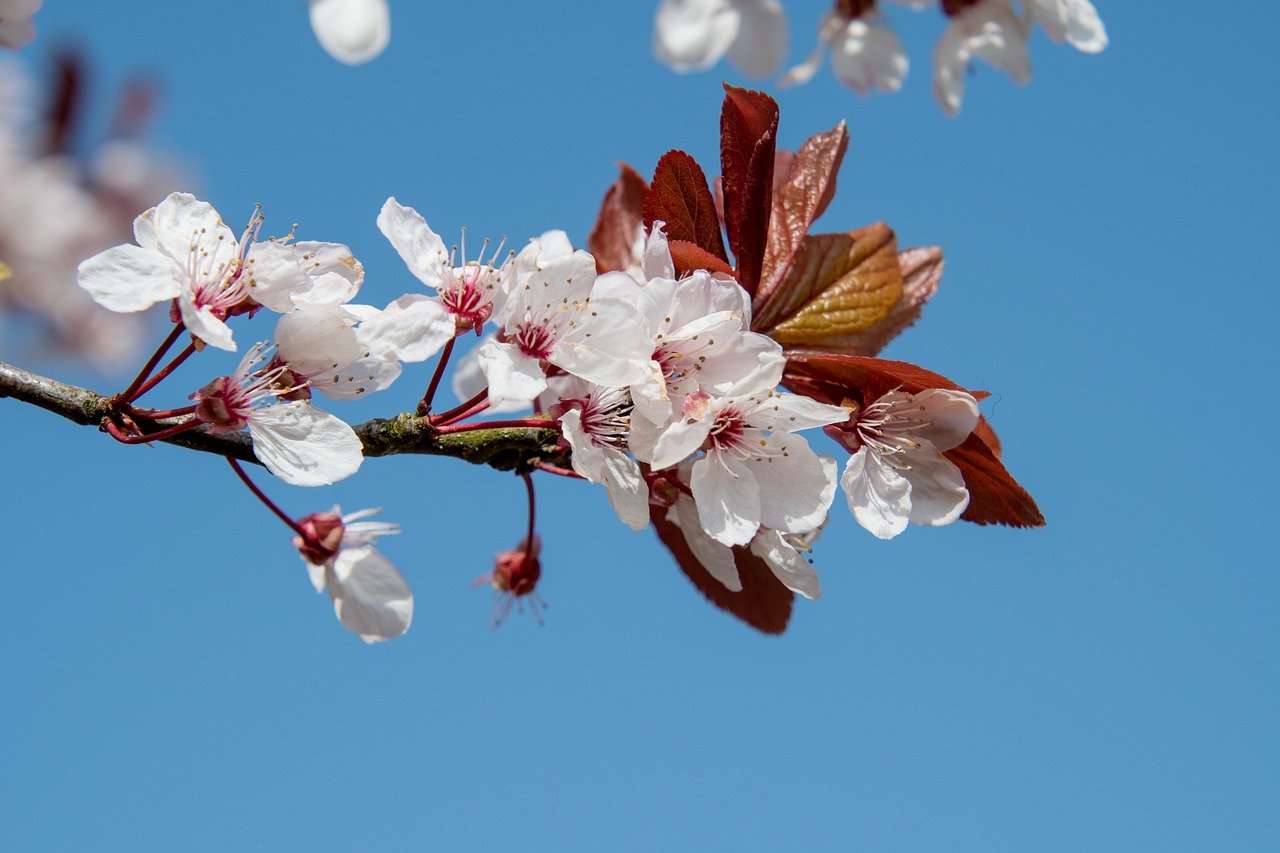 Botânica das Flores puzzle online