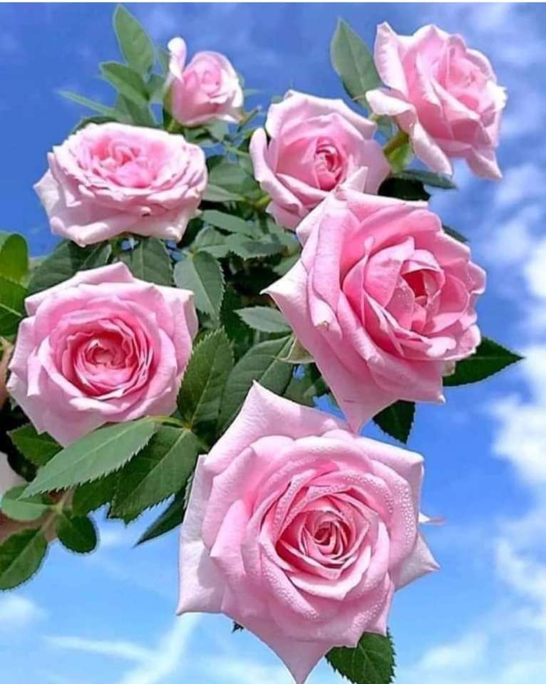 прекрасные розы пазл онлайн