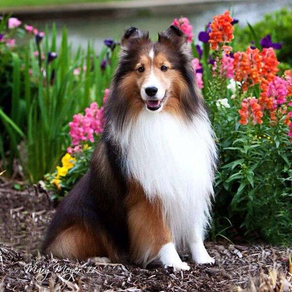 Lovely Sheltie Puppy #146 jigsaw puzzle online