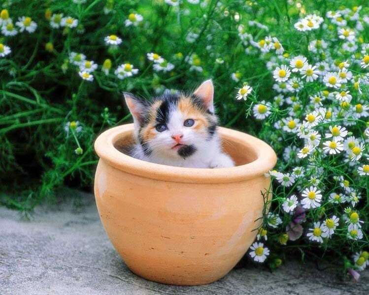 Котенок в цветочном горшке №156 пазл онлайн