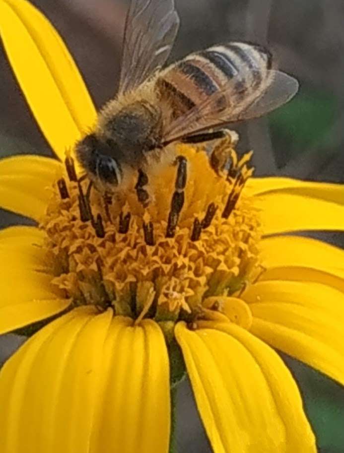 včela skládačky online