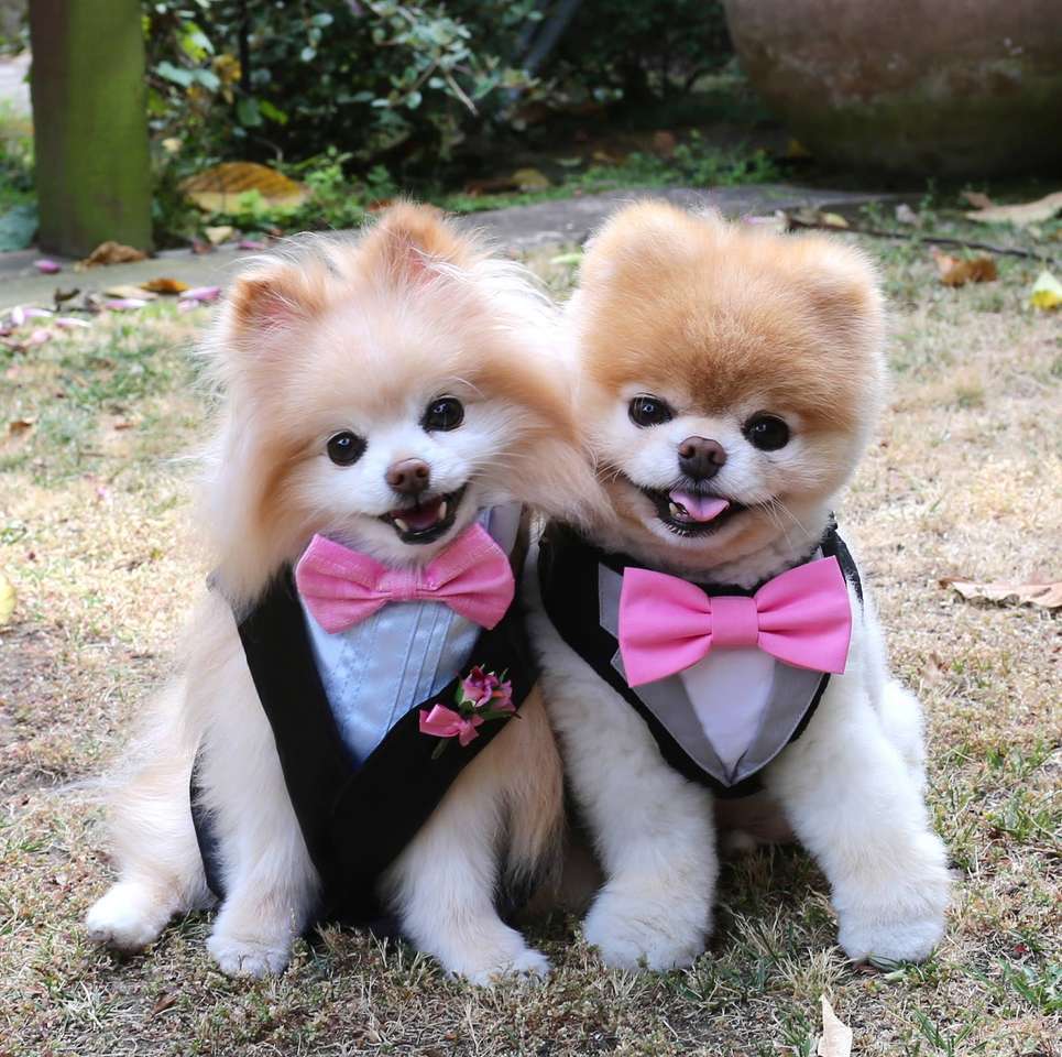 Красиви кучета в дрехи онлайн пъзел