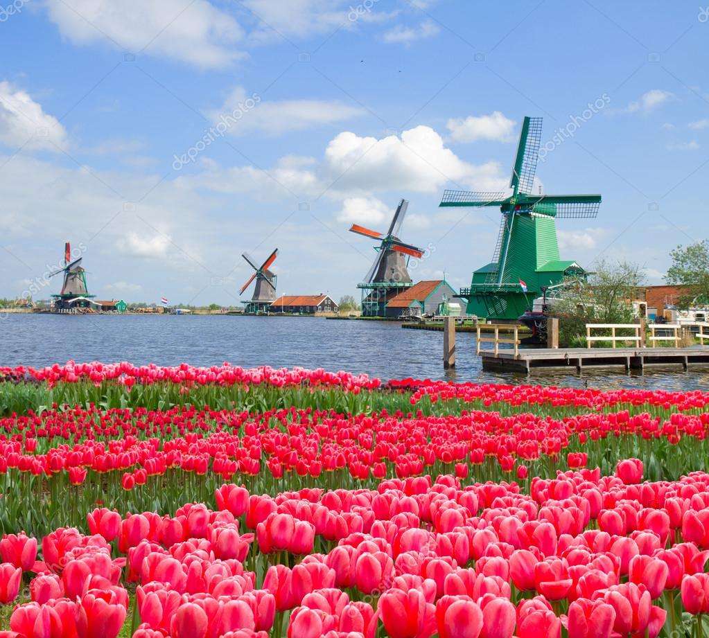 Windmills and tulip beds in Spain online puzzle