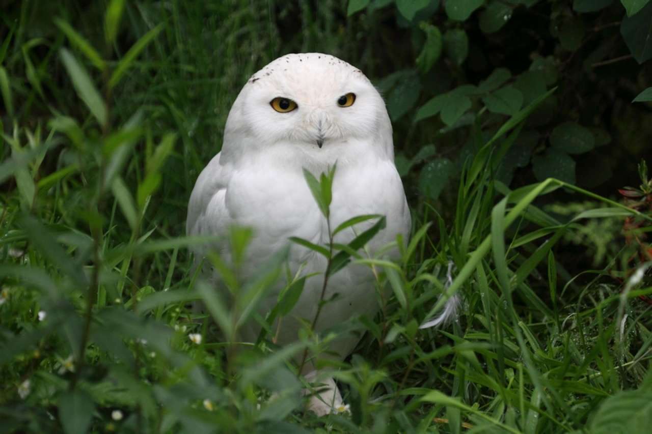 Snowy Owl-Jerhotova online puzzle