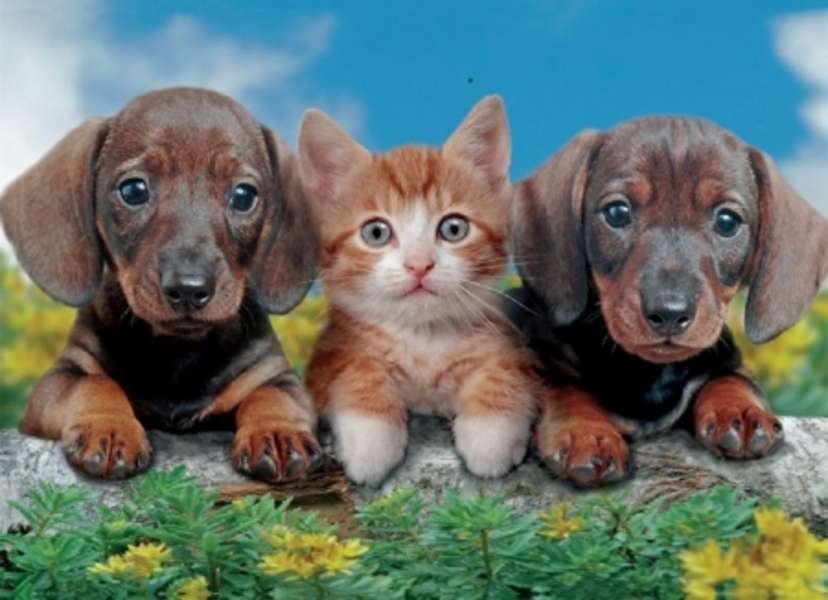 I cuccioli posano con il gattino #148 puzzle online
