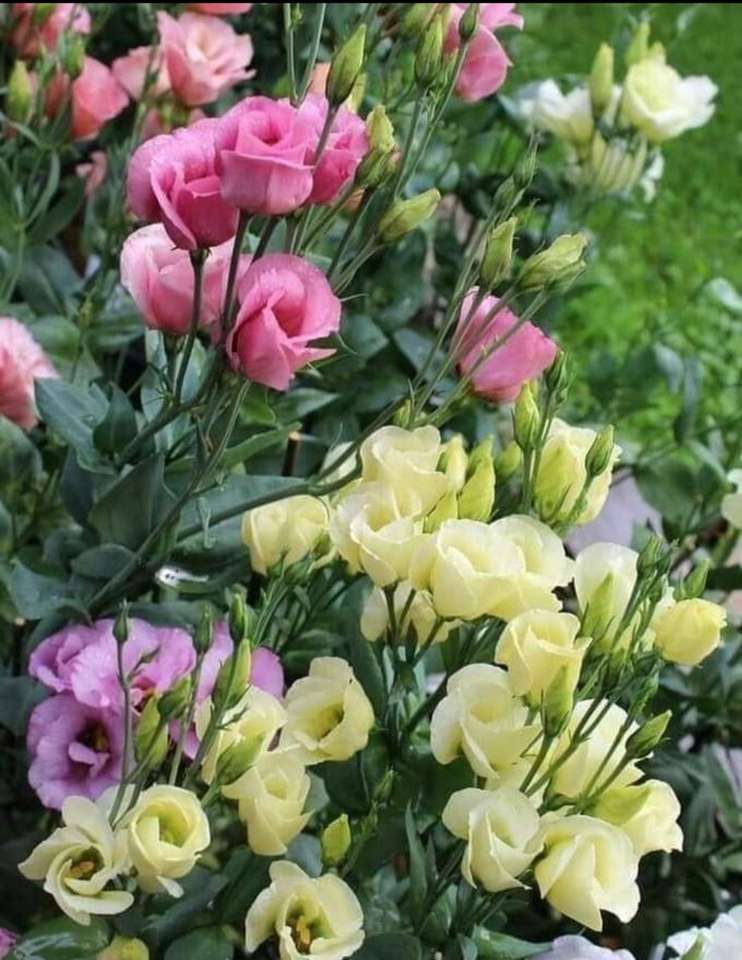 Розовые кустовые цветы онлайн-пазл
