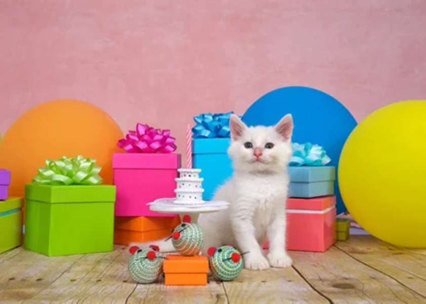Verjaardag van kitten #159 online puzzel