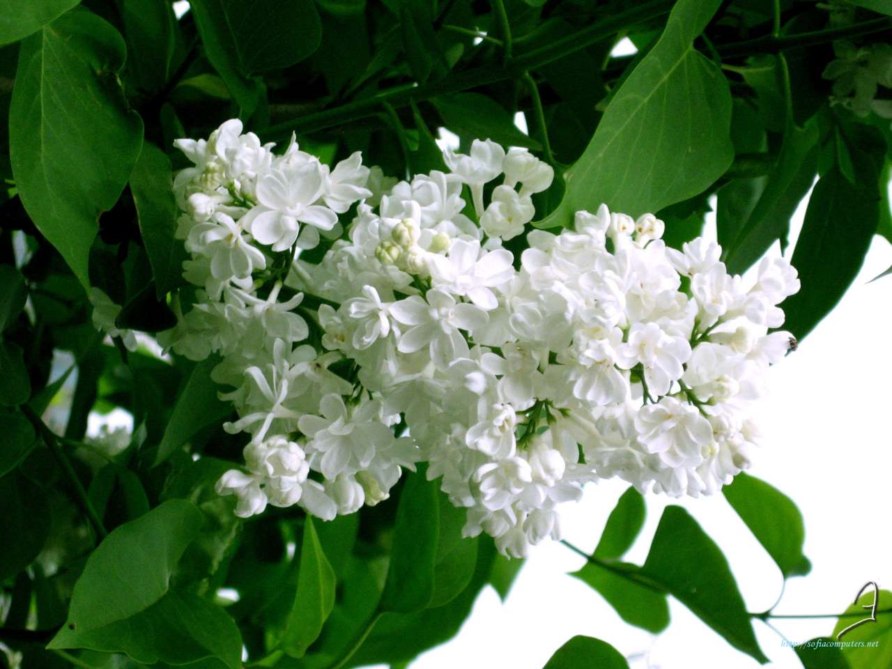 Witte lila legpuzzel online