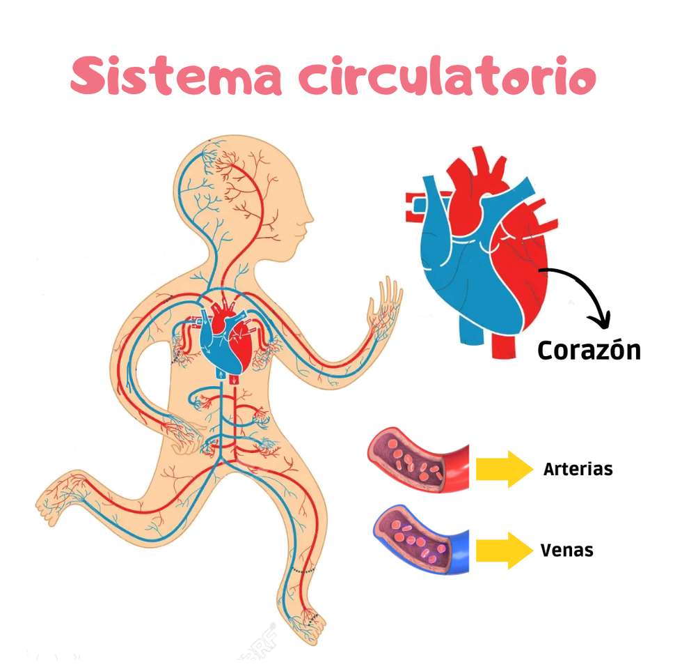 Sistemul circulator puzzle online