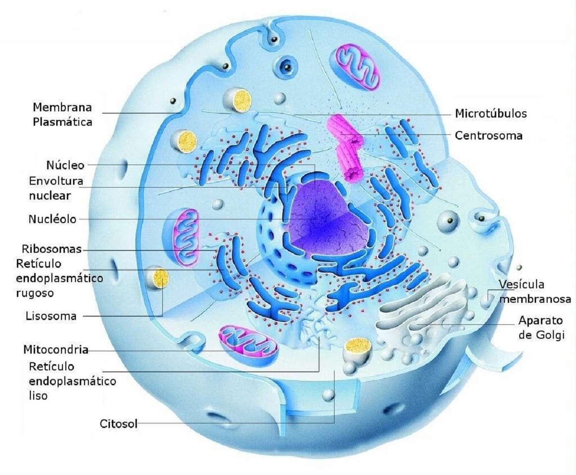 cellen och dess delar pussel på nätet