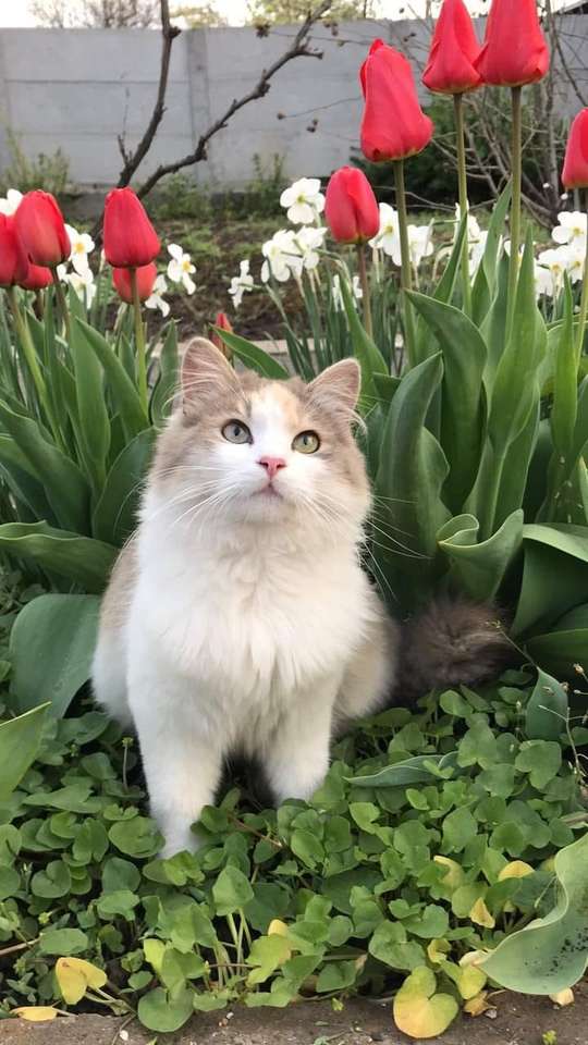 chaton parmi les fleurs puzzle en ligne