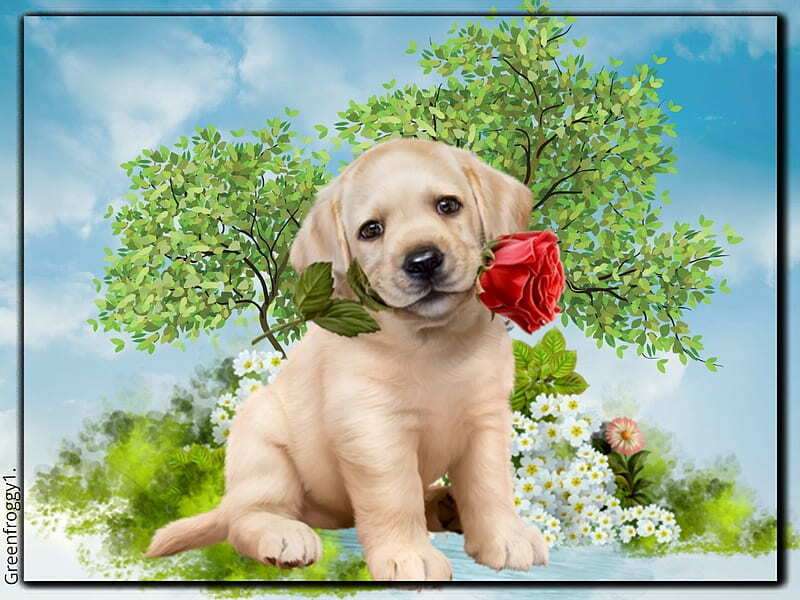 Puppy with rose in mouth #159 jigsaw puzzle online