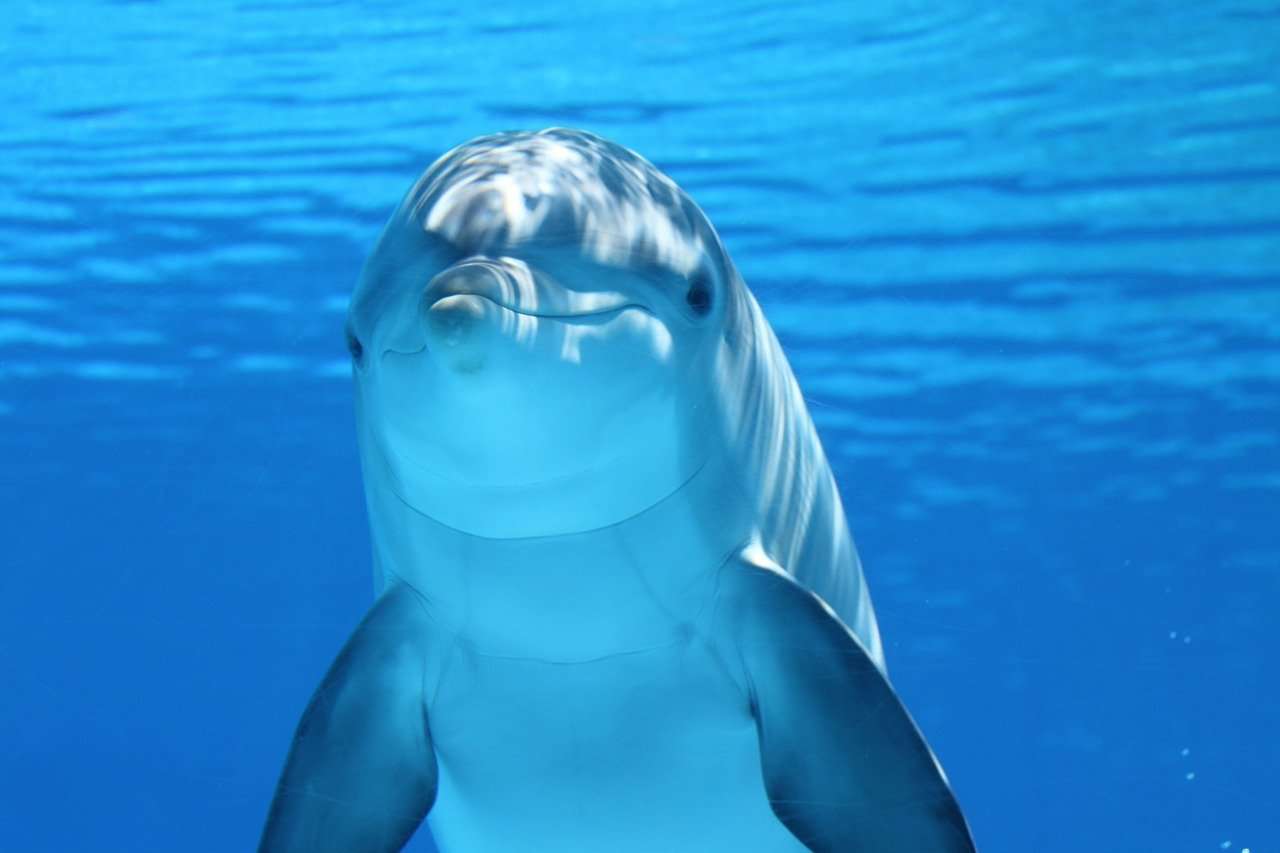 Delfindjur Pussel online
