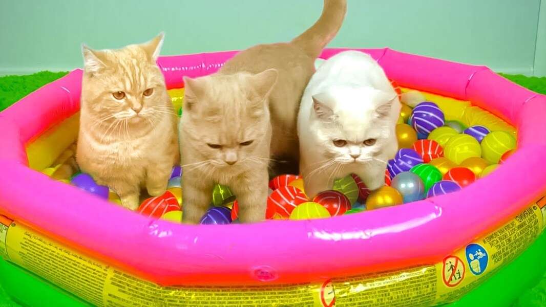 Kittens in ball pit #171 jigsaw puzzle online