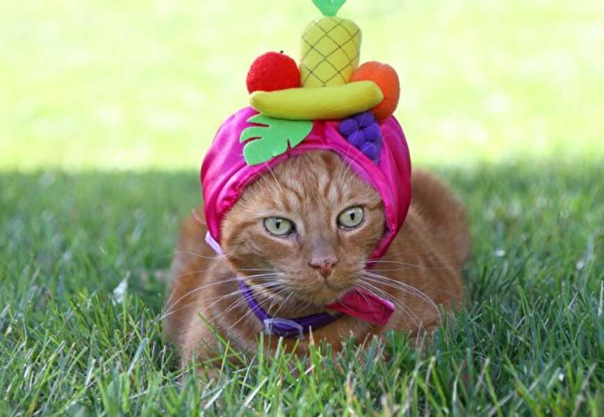 Коте, носещо плодове #172 онлайн пъзел