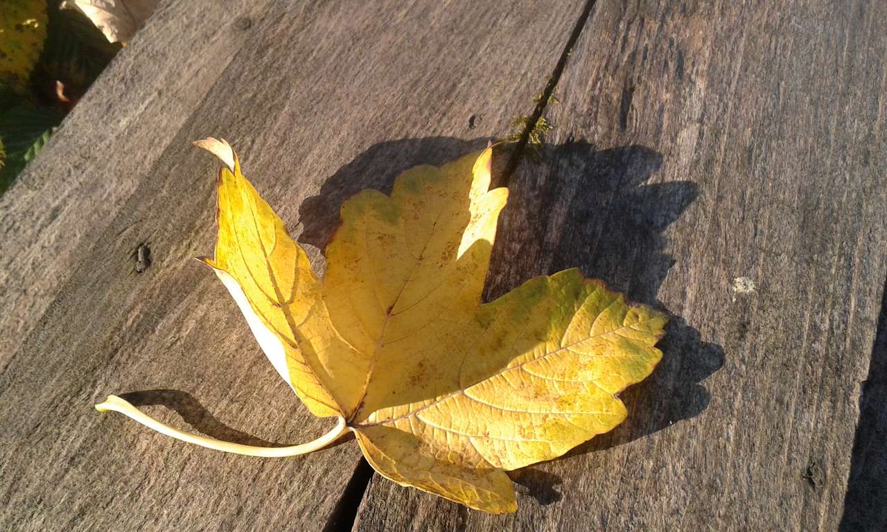 Осенний кленовый лист онлайн-пазл