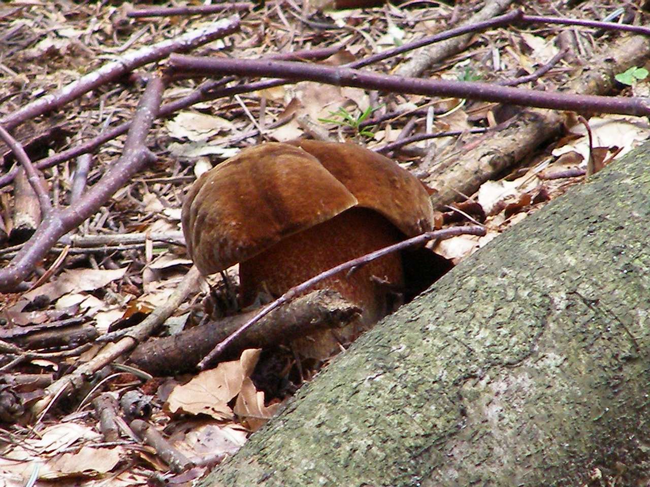 Un hongo encontrado en el bosque. rompecabezas en línea