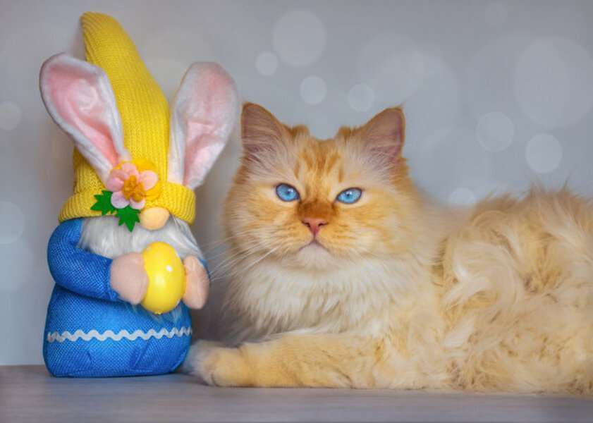 Gatito con conejo de Pascua #173 rompecabezas en línea