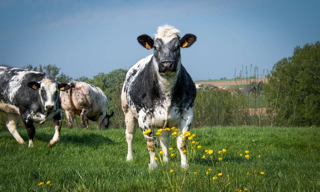 Krávy Hospodářská zvířata online puzzle