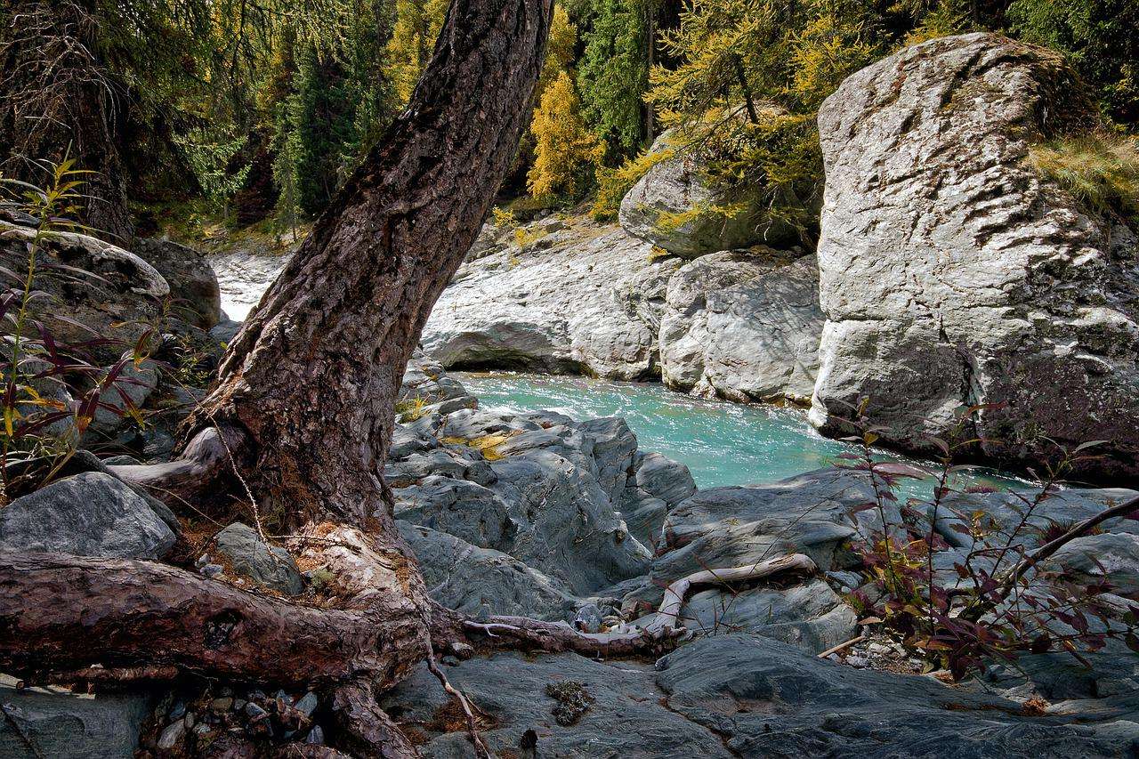 Příroda Creek Forest online puzzle