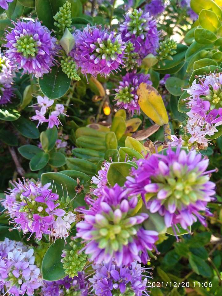 fialové květy skládačky online