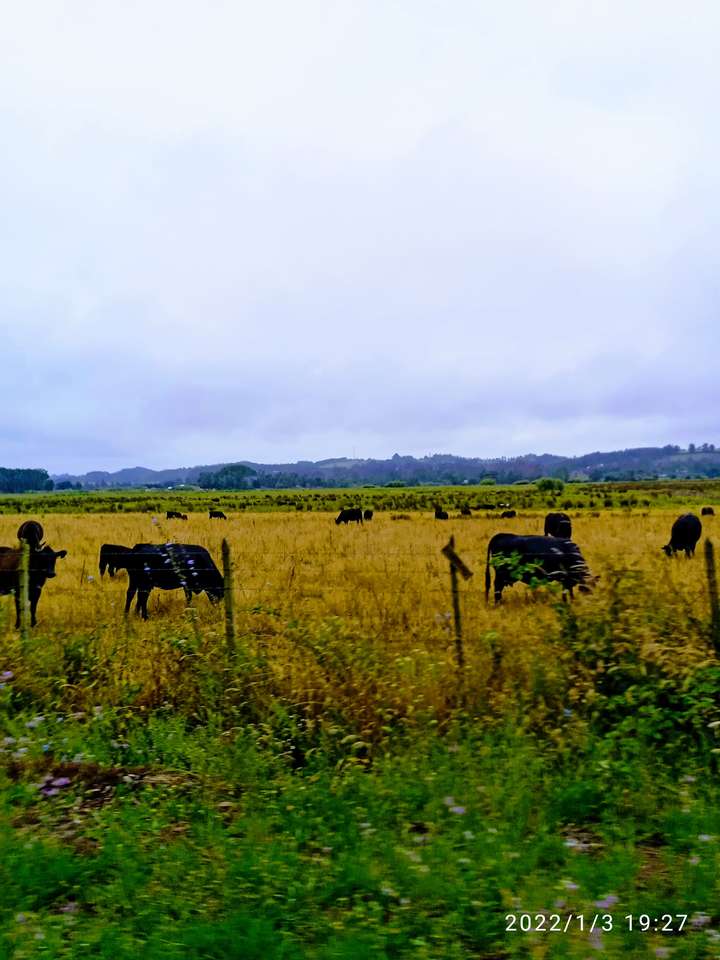 Krávy na venkově online puzzle