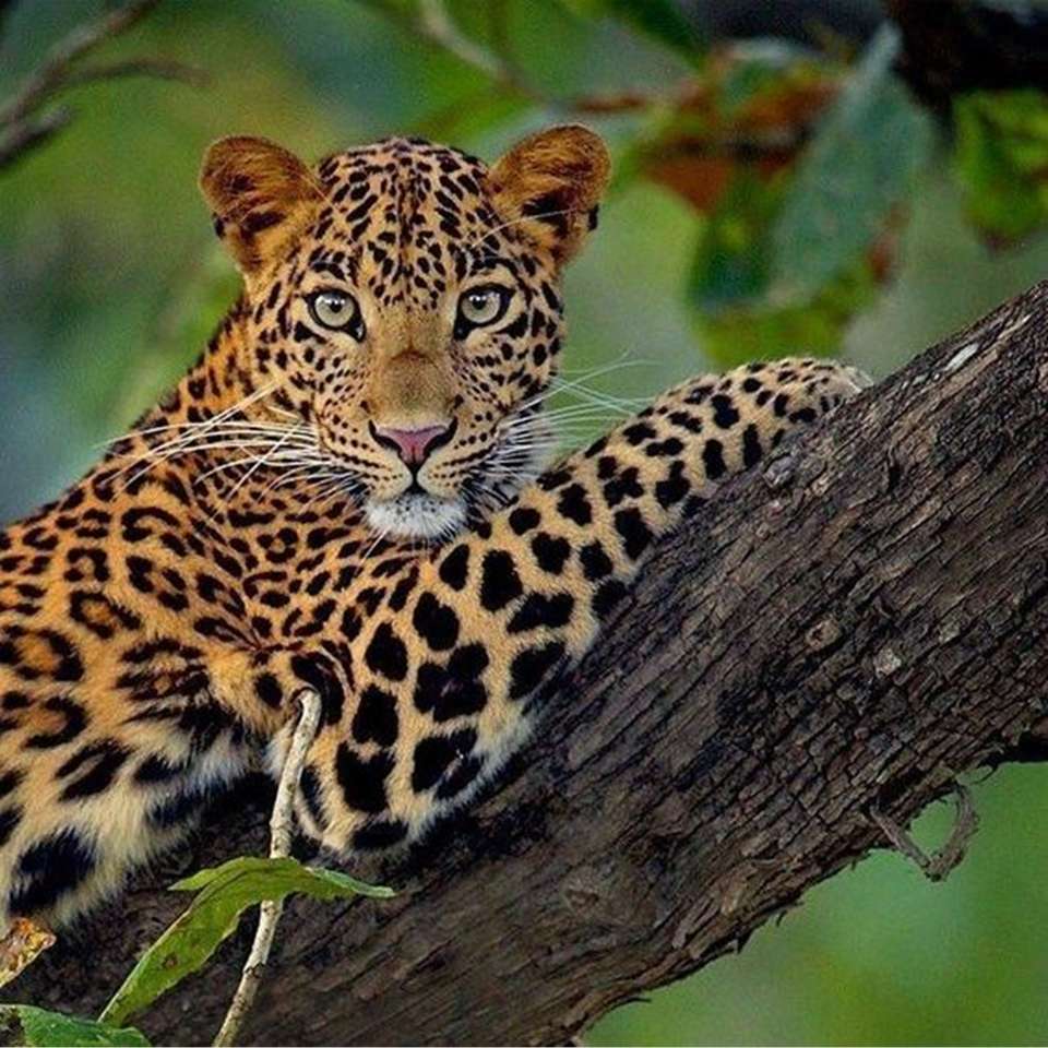 леопард на зеленом фоне пазл онлайн