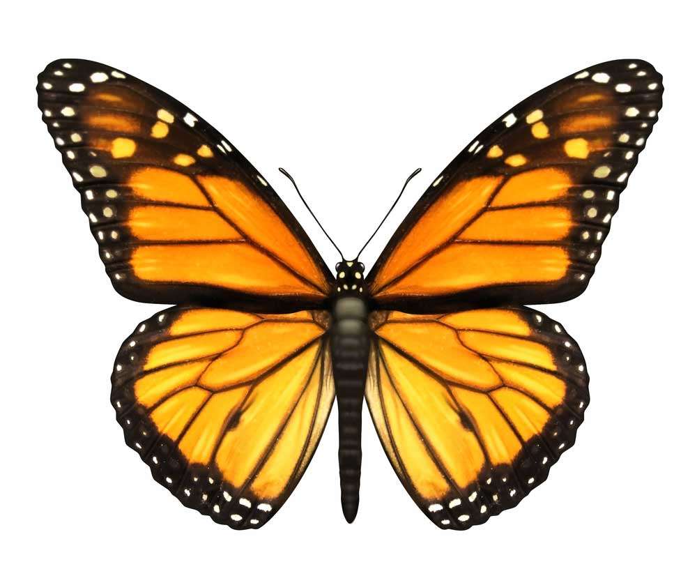пеперуда онлайн пъзел